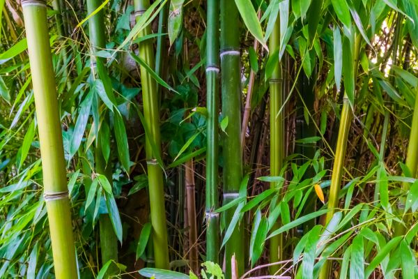 Bamboo Trimming in Spotsylvania