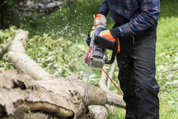Branch Removal Service in Spotsylvania