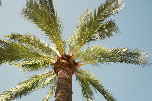 Palm Tree Pruning in Spotsylvania