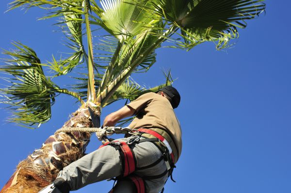 Palm Tree Trimming in Spotsylvania