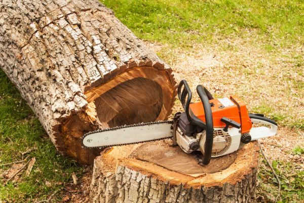 Tree Cutting Service in Spotsylvania