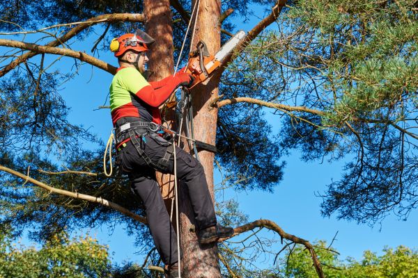 Tree Service in Spotsylvania
