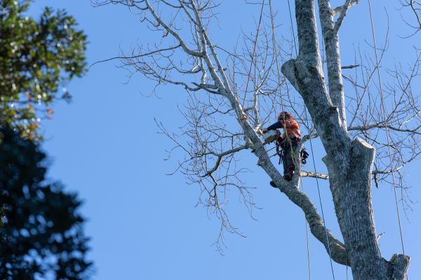 Tree Topping Service in Spotsylvania