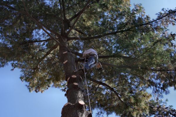 Trimming Service in Spotsylvania