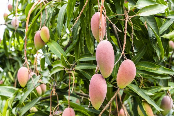 Mango Tree Trimming in Spotsylvania