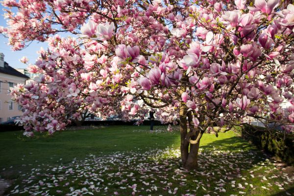 Ornamental Tree Pruning in Spotsylvania