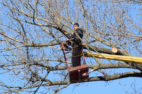 Emergency Tree Trimming in Spotsylvania