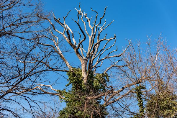 Deadwood Removal in Spotsylvania
