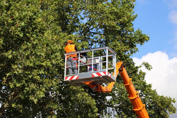 Commercial Tree Service in Spotsylvania