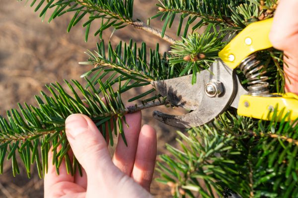 Pine Tree Pruning in Spotsylvania