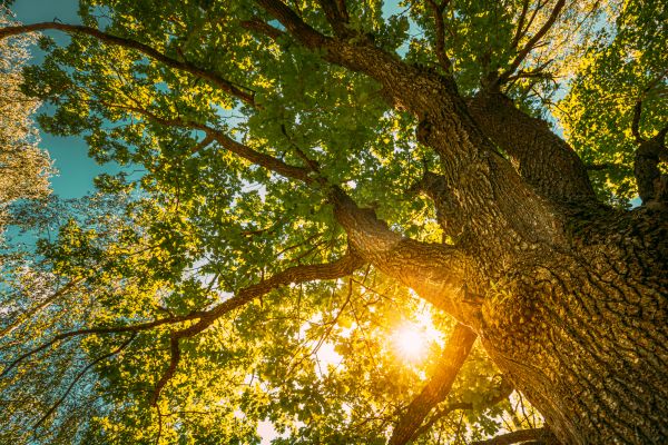 Oak Tree Pruning in Spotsylvania