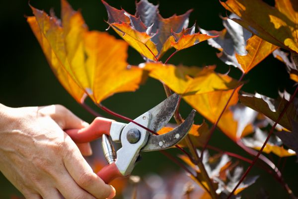 Maple Tree Pruning in Spotsylvania