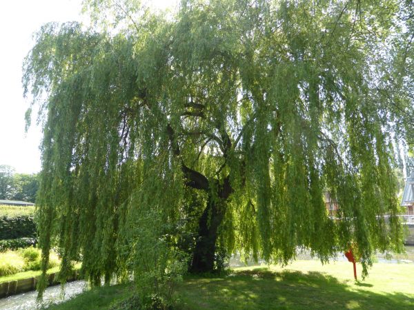 Willow Tree Trimming in Spotsylvania