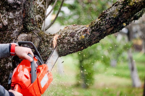 Tree Limbs Removal in Spotsylvania