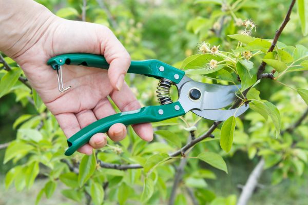 Pear Tree Pruning in Spotsylvania