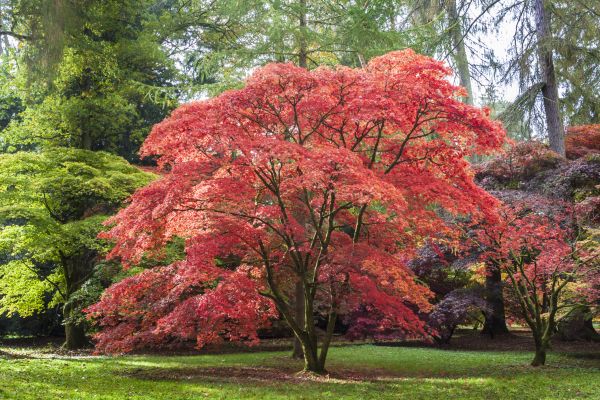 Japanese Maple Pruning in Spotsylvania
