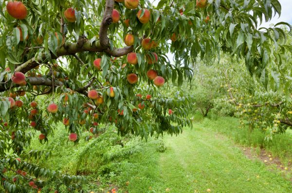 Peach Tree Pruning in Spotsylvania