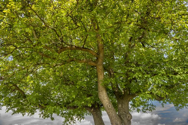 Walnut Tree Trimming in Spotsylvania