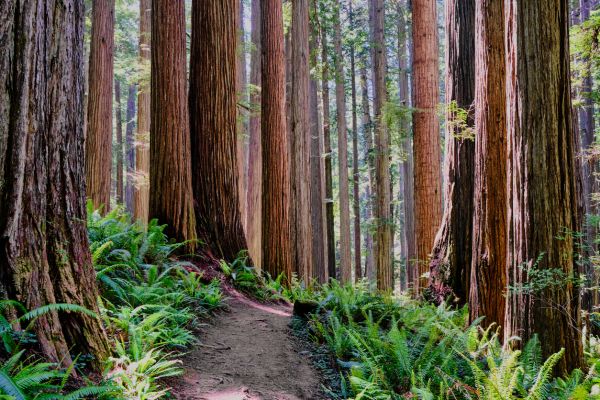 Redwood Tree Trimming in Spotsylvania