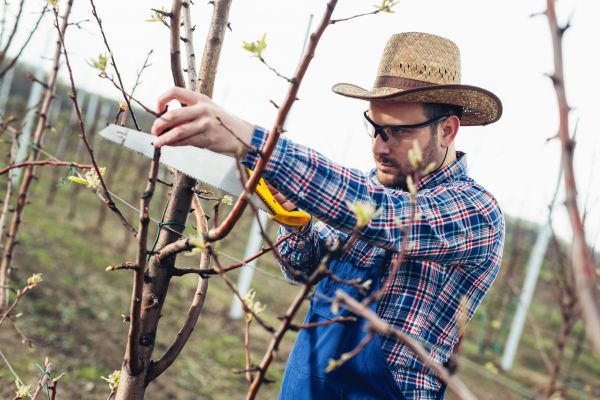 Orchard Tree Pruning in Spotsylvania