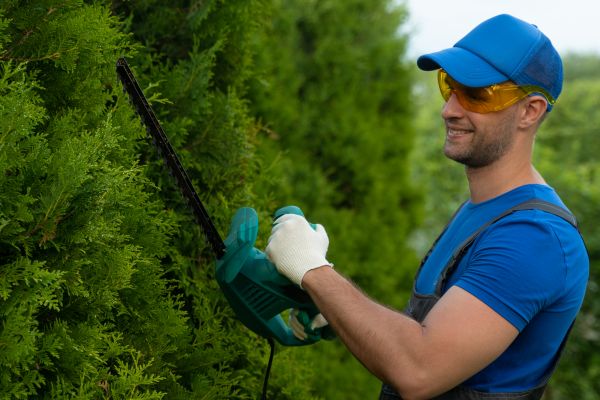Tree Shaping Service in Spotsylvania