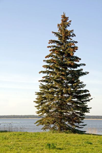 Spruce Tree Pruning in Spotsylvania
