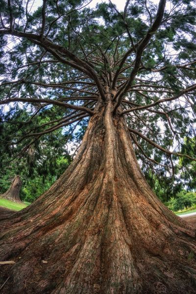 Cedar Tree Pruning in Spotsylvania