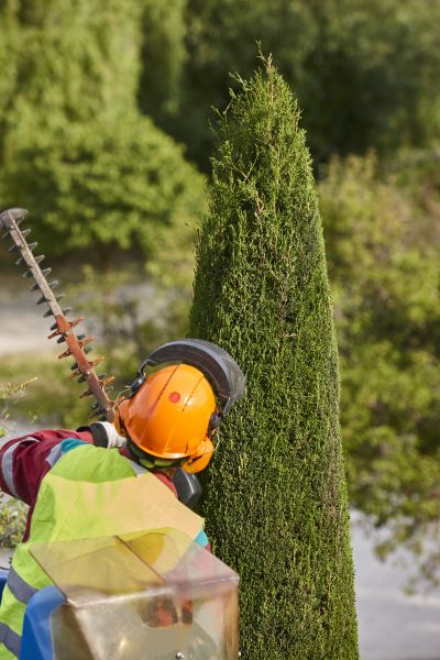 Cypress Tree Trimming in Spotsylvania