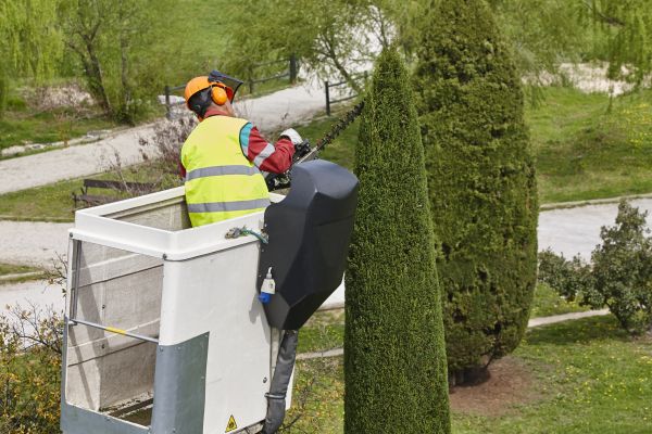 Cypress Tree Pruning in Spotsylvania