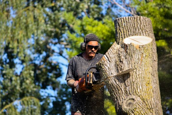 Ash Tree Pruning in Spotsylvania