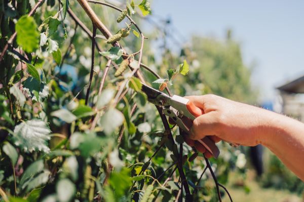 Birch Tree Pruning in Spotsylvania