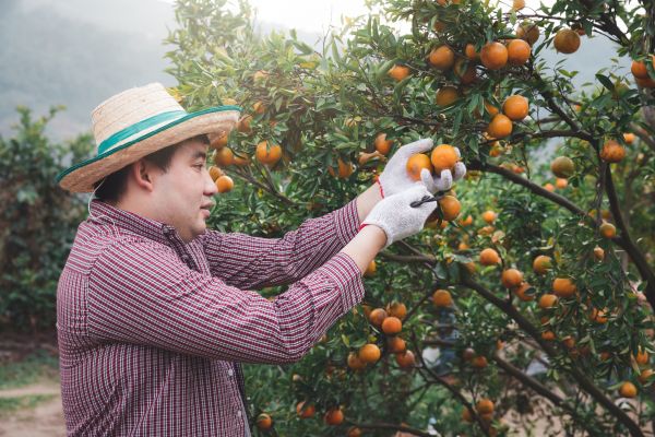 Orange Tree Pruning in Spotsylvania