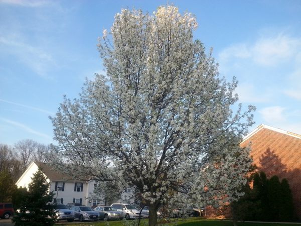 Bradford Pear Tree Pruning in Spotsylvania