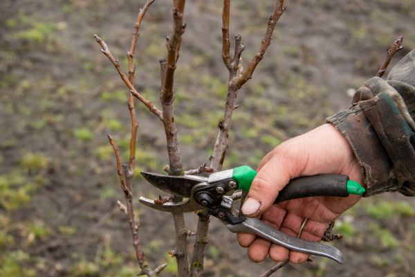 Pear Trees Pruning in Spotsylvania