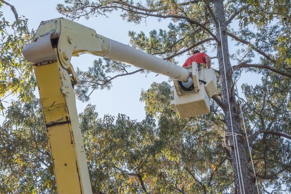 Limbs Trimming in Spotsylvania