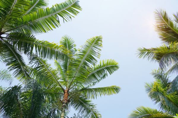 Queen Palm Tree Trimming in Spotsylvania