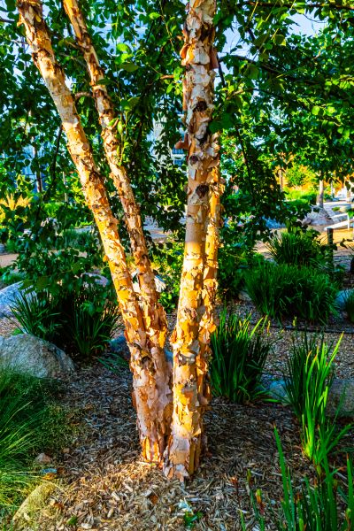River Birch Trimming in Spotsylvania