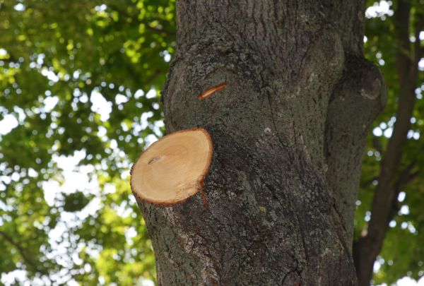 Limb Cutting in Spotsylvania
