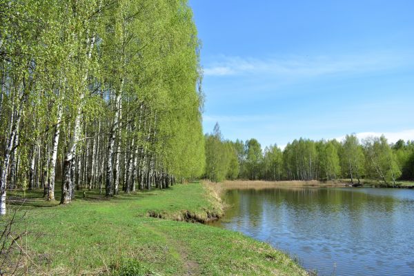 River Birch Pruning in Spotsylvania