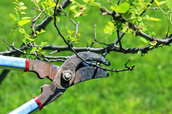 Branches Pruning in Spotsylvania