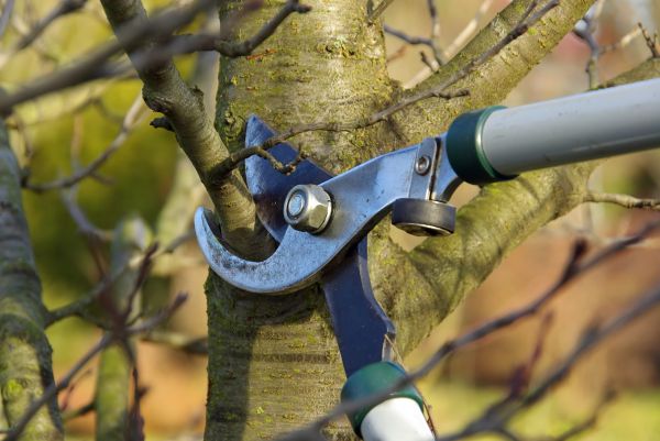 Tree Limb Trimming Service in Spotsylvania
