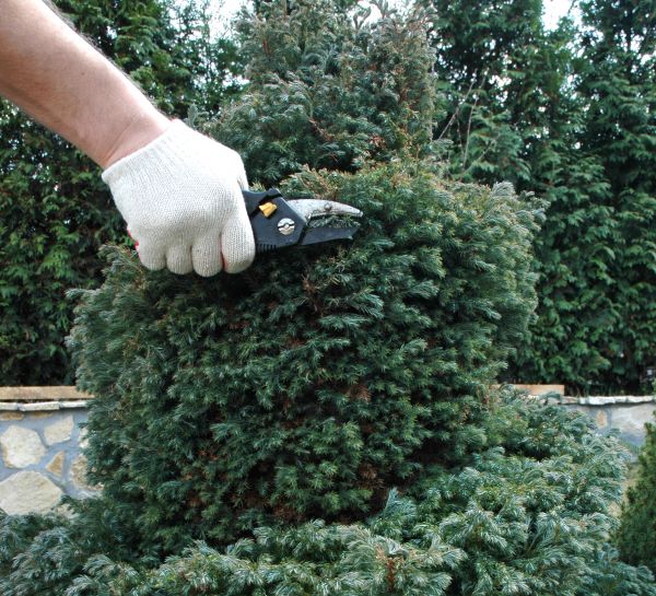 Ornamental Tree Trimming in Spotsylvania