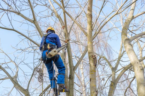 Large Tree Trimming in Spotsylvania