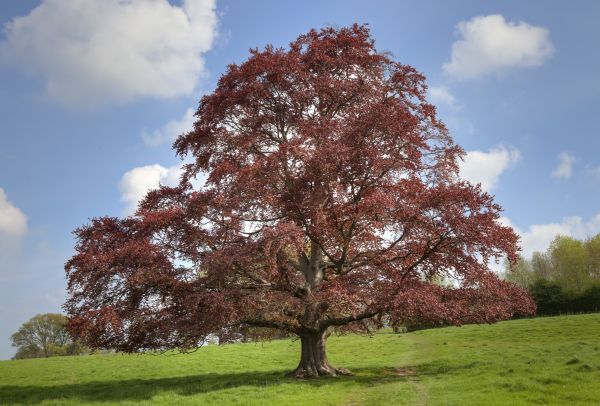 Beech Tree Pruning in Spotsylvania