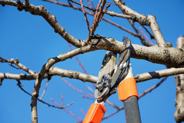 Tree Pruning in Spotsylvania