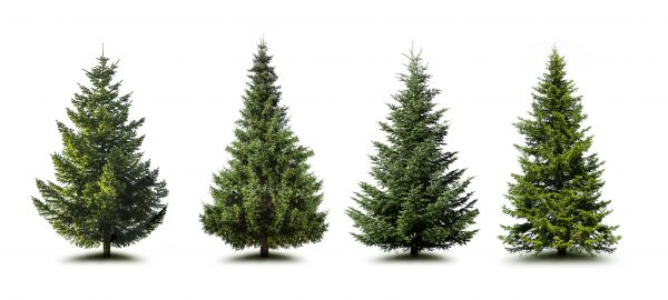 Cost of Pine Tree Trimming in Spotsylvania