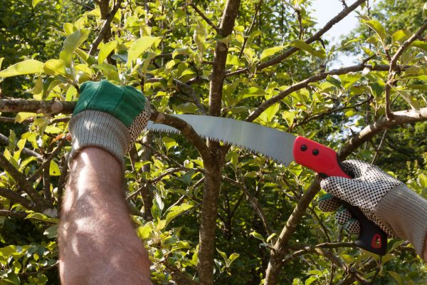 Apple Tree Trimming in Spotsylvania