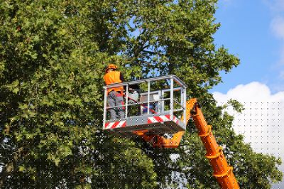 Commercial Tree Service