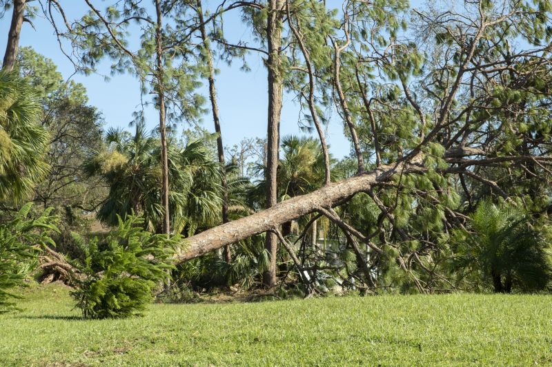 Large Tree Being Removed