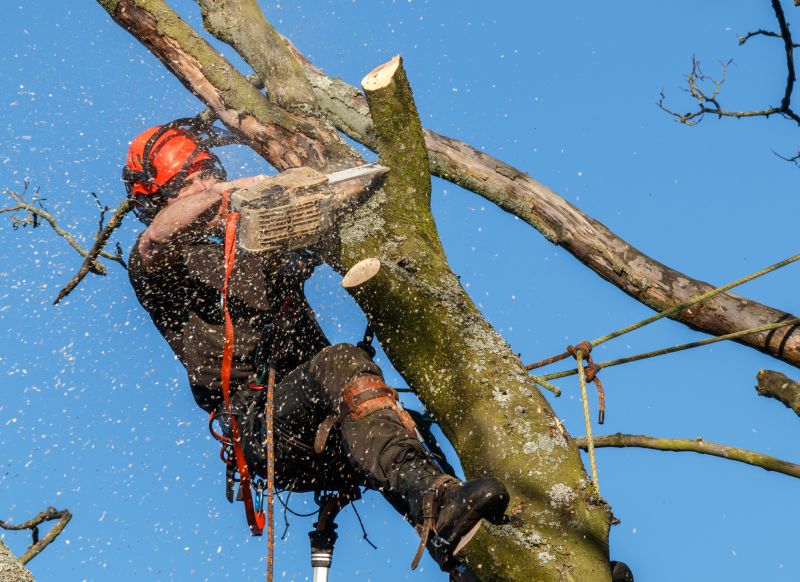 Professional Tree Trimming Equipment